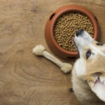 Gut Health for Dogs: What Are You Feeding Him?