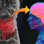 Gut Health and Brain Function