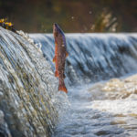 Why Eating Salmon Year Round Doesn’t Work