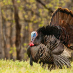 Sourcing Your Thanksgiving Turkey